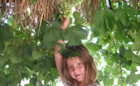 elinor grape harvest